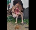 Μαΐστρος Έβρου: Σκύλος με μισό κεφάλι έχει αφεθεί στην τύχη του από τον Δήμο Αλεξανδρούπολης (βίντεο)
