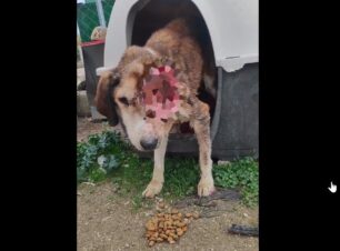 Μαΐστρος Έβρου: Σκύλος με μισό κεφάλι έχει αφεθεί στην τύχη του από τον Δήμο Αλεξανδρούπολης (βίντεο)