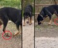 Μακαρία Μεσσηνίας: Βρήκε σκύλο που ήταν δεμένος με σχοινί στο κεφάλι και στο πόδια για καιρό (βίντεο)