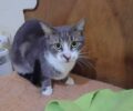 Βρέθηκε ζωντανή στη Μαγούλα Αττικής η γάτα που είχε χαθεί στην Αθήνα πριν από έξι μήνες (βίντεο)