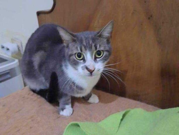 Βρέθηκε ζωντανή στη Μαγούλα Αττικής η γάτα που είχε χαθεί στην Αθήνα πριν από έξι μήνες (βίντεο)
