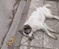 Νέα Αγχίαλος Μαγνησίας: Με φόλες σκότωσε αδέσποτα σκυλιά