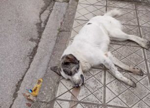 Νέα Αγχίαλος Μαγνησίας: Με φόλες σκότωσε αδέσποτα σκυλιά