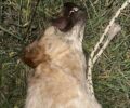 Πευκάκια Μαγνησίας: Πυροβόλησε και σκότωσε τον αδέσποτο σκύλο που φρόντιζε φιλόζωη