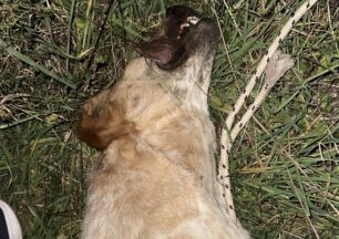 Πευκάκια Μαγνησίας: Πυροβόλησε και σκότωσε τον αδέσποτο σκύλο που φρόντιζε φιλόζωη