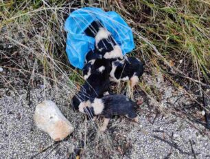 Πουλακίδα Αργολίδας: Νεογέννητα κουτάβια μέσα σε σακούλα πεταμένα σε ρέμα (βίντεο)