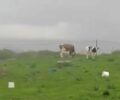 Ρόδος: Κτηνοτρόφος βασανίζει αγελάδες που αφήνει δεμένες στην καταιγίδα και η Αστυνομία δεν βλέπει κακοποίηση!