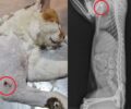 Σαμοθράκη: Ακόμα μια γάτα πυροβολημένη με αεροβόλo στην Καμαριώτισσα