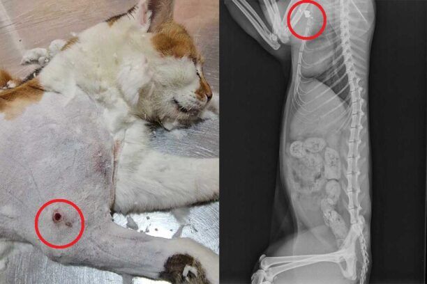 Σαμοθράκη: Ακόμα μια γάτα πυροβολημένη με αεροβόλo στην Καμαριώτισσα