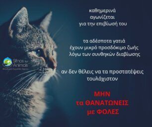 Σίφνος: Χωρίς σταματημό η συστηματική δολοφονία γατιών με φόλες
