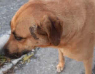 Θεσσαλονίκη: Ελεύθερος υπό όρους ο μοναχός που μαχαίρωσε σκύλο στη Θέρμη – Ζήτησε συγνώμη και δήλωσε μεθυσμένος (βίντεο)