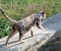 Τήνος: Έκκληση για τη γάτα που περιφέρεται με χάρτινο ρολό από ταινία στον λαιμό