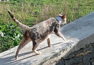 Τήνος: Έκκληση για τη γάτα που περιφέρεται με χάρτινο ρολό από ταινία στον λαιμό