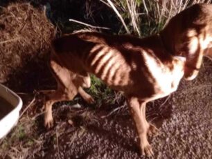 Τσακώνα Μεσσηνίας: Γερμανοί τουρίστες ζήτησαν βοήθεια για τον σκελετωμένο σκύλο (βίντεο)