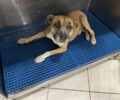 Χαϊδάρι Αττικής: Έπεσε από την ταράτσα σκύλος που εγκαταλείφθηκε μαζί με μια κατάκοιτη γυναίκα