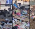 Αδιάφορος ο Δήμος Ξάνθης για τα δεκάδες εξαθλιωμένα σκυλιά στη χωματερή (βίντεο)