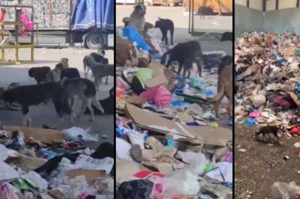 Αδιάφορος ο Δήμος Ξάνθης για τα δεκάδες εξαθλιωμένα σκυλιά στη χωματερή (βίντεο)
