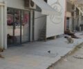 Σωματείο «Αδέσποτοι»: Τραγική κατάσταση σε βάρος αδέσποτων ζώων με ευθύνη του Δήμου Ναυπλιέων – Τι άφησαν οι προηγούμενοι