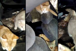 Αιγάλεω Αττικής: Συνελήφθη άνδρας που συστηματικά βασανίζει γάτες μέχρι θανάτου μέσα στο αυτοκίνητο του (βίντεο)