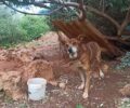 Χανιά: Κακοποιεί διαρκώς τον σκύλο του και η Αστυνομία τα βρίσκει όλα καλά