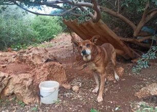 Χανιά: Κακοποιεί διαρκώς τον σκύλο του και η Αστυνομία τα βρίσκει όλα καλά