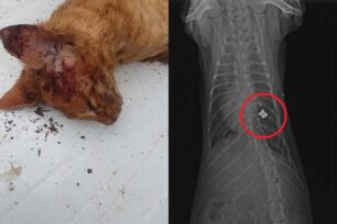 Αλεποχώρι Αττικής: Πυροβόλησε με αεροβόλο 3 γάτες – Άφησε 2 νεκρές και μια παράλυτη