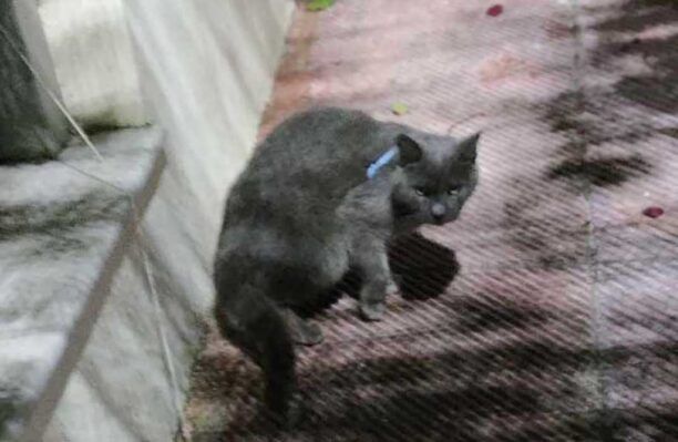 Άλιμος Αττικής: Έκκληση για τη γάτα που έχει μπλεχτεί στο περιλαίμιο της