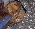 Αμύνταιο Φλώρινας: Βρήκε αδέσποτο σκύλο ζωντανό καρφωμένο σε κλαρί δέντρου