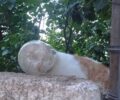 Ανάβυσσος Αττικής: Απεγκλώβισε γάτα που είχε σφηνώσει με το κεφάλι σε γυάλινο δοχείο (βίντεο)