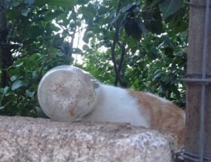 Ανάβυσσος Αττικής: Απεγκλώβισε γάτα που είχε σφηνώσει με το κεφάλι σε γυάλινο δοχείο (βίντεο)