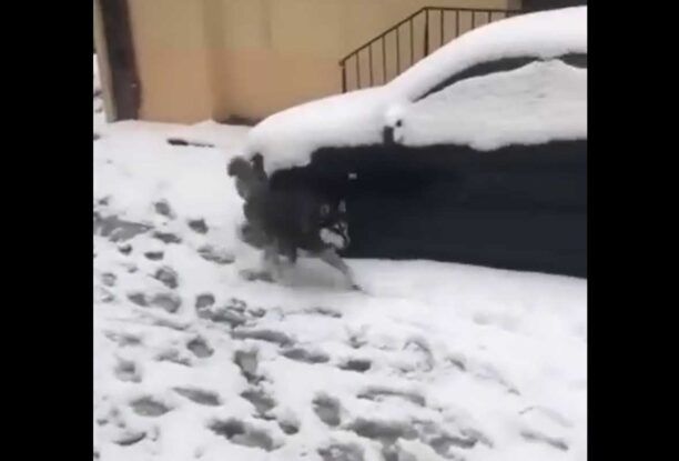 E. Γρανιτσιώτη, δικηγόρος ιδιοκτήτη Όλιβερ: Έκκληση προς τους μάρτυρες να μιλήσουν για ό,τι έγινε στον σκύλο στην Αράχωβα
