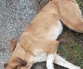 Άβδηρα Ξάνθης: Συνεχίζονται χωρίς σταματημό οι δολοφονίες ζώων με φόλες