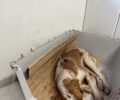 Δάφνες Αχαΐας: Σοβαρά τραυματισμένος ακόμα ένας σκύλος που πυροβολήθηκε από κυνηγό (βίντεο)
