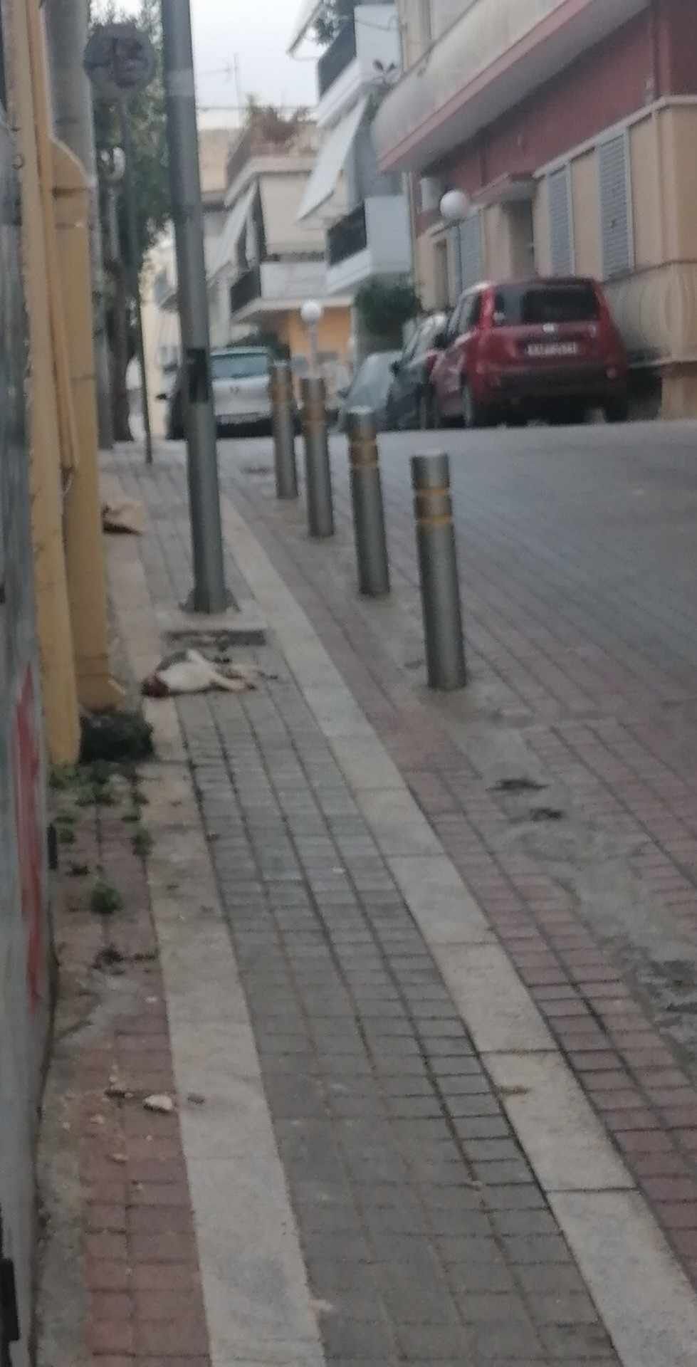 Δάφνη Αττικής: Βρήκαν αποκεφαλισμένη γάτα – Καταγγέλλουν πως ανήλικος με μαχαίρι κυνηγάει αδέσποτα 1 DafniAttikisApokefalismeniGata29 1 2024 2