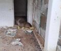 Διάκο Γρεβενών: Κυνηγός πυροβόλησε ζαρκάδι και του έσπασε τα πόδια – Στο ζώο έγινε ευθανασία για να γλυτώσει το μαρτύριο