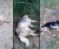 Δουμενά Αχαΐας: Πολλά σκυλιά δολοφονημένα με φόλες (βίντεο)