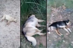 Δουμενά Αχαΐας: Πολλά σκυλιά δολοφονημένα με φόλες (βίντεο)