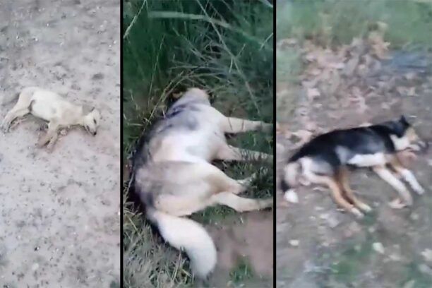 Δουμενά Αχαΐας: Πολλά σκυλιά δολοφονημένα με φόλες (βίντεο)