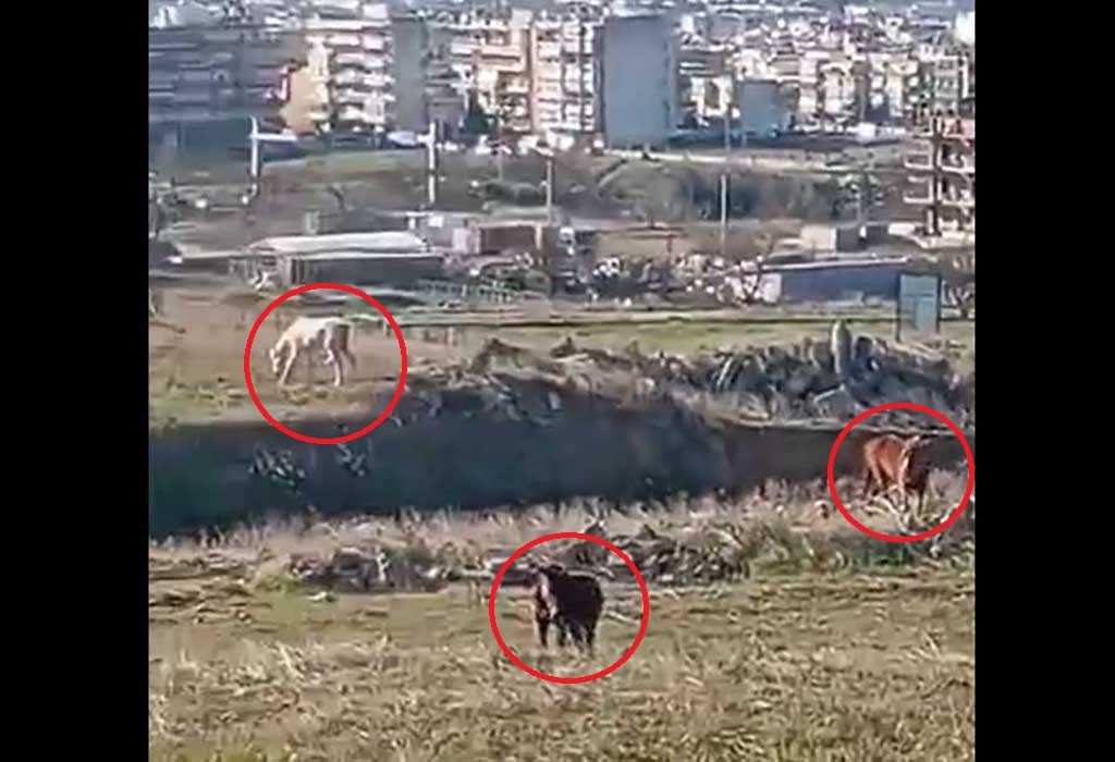 Εύοσμος Θεσσαλονίκης: Αφήνει τα άλογα του εκτεθειμένα στο δριμύ ψύχος – Δύο χρόνια αστυνομικοί τα βρίσκουν όλα καλά (βίντεο)