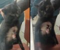 Αγία Σωτήρα Τροιζηνίας: Βρήκαν γάτα σοβαρά τραυματισμένη με γυαλί καρφωμένο στον θώρακα της