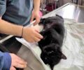 Αγία Σωτήρα Τροιζηνίας: Γλύτωσε η γάτα που βρέθηκε με καρφωμένο γυαλί στην κοιλιά της