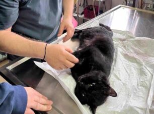 Αγία Σωτήρα Τροιζηνίας: Γλύτωσε η γάτα που βρέθηκε με καρφωμένο γυαλί στην κοιλιά της