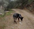 Γαλίφα Ηρακλείου Κρήτης: Βρήκαν 22 κομμάτια φόλας και έναν δηλητηριασμένο σκύλο