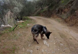 Γαλίφα Ηρακλείου Κρήτης: Βρήκαν 22 κομμάτια φόλας και έναν δηλητηριασμένο σκύλο