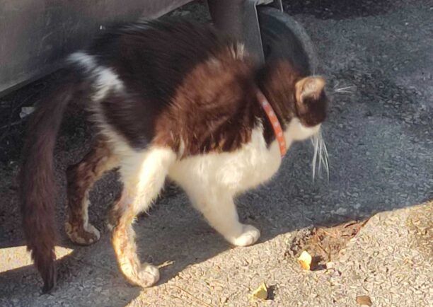 Ηράκλειο Αττικής: Έκκληση για τραυματισμένη στα πόδια γάτα που φοράει περιλαίμιο