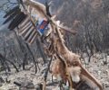 Βρέθηκε γύπας νεκρός με γαντζωμένη τη φτερούγα σε καμένο δέντρο στο  Εθνικό Πάρκο Δάσους Δαδιάς - Λευκίμης - Σουφλίου
