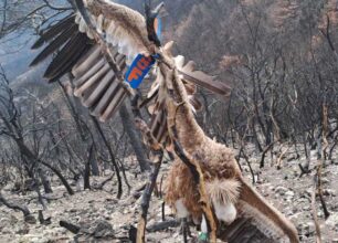 Βρέθηκε γύπας νεκρός με γαντζωμένη τη φτερούγα σε καμένο δέντρο στο  Εθνικό Πάρκο Δάσους Δαδιάς - Λευκίμης - Σουφλίου