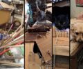 Χανιά: Συλλέκτρια βασάνιζε μέσα σε κλουβιά 77 γάτες και 10 σκυλιά - 200.000 ευρώ το πρόστιμο (βίντεο)