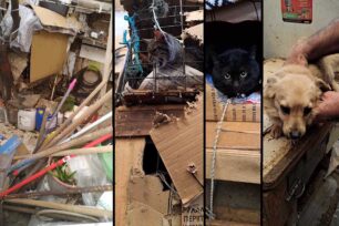 Χανιά: Αναζητούν 31 γάτες που εξαφάνισε συλλέκτρια η οποία συνεχίζει να τις κακοποιεί (βίντεο)