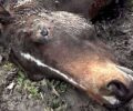 Χελιμόδι Γρεβενών: Κυνηγοί σκότωσαν 4 άλογα προστατευόμενης φυλής και τα κομμάτιασαν για το κρέας τους (βίντεο)